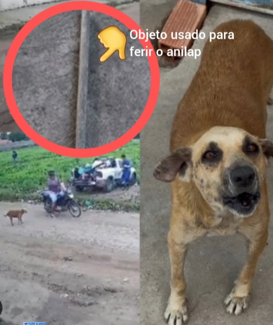 Ministério Público oferta denúncia contra homem que espancou cadela em via pública na Vila 25 em Delmiro Gouveia 