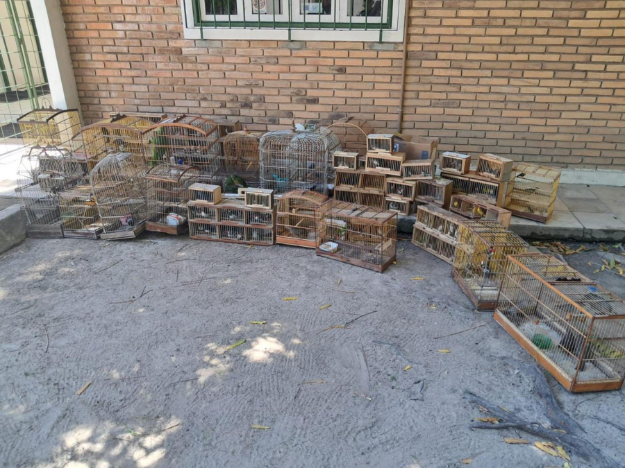 PM resgata aves ameaçadas de extinção durante Operação Feira Livre