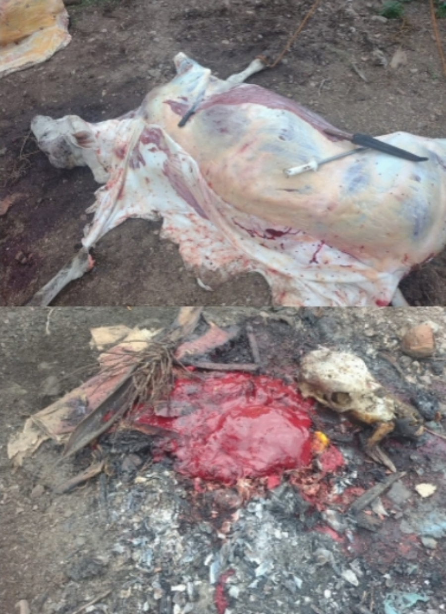 Abatedouro clandestino é fechado em no interior de Alagoas em ação conjunta da PMAL, IMA e ADEAL