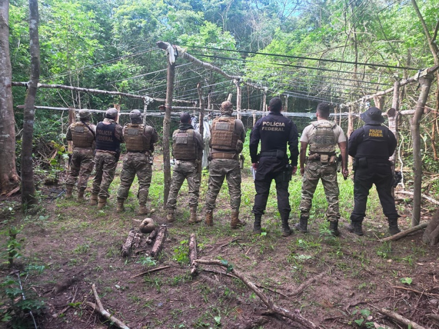 Polícia Federal e PM/AL destroem 2,8 mil pés de maconha em Delmiro Gouveia e mais três municípios