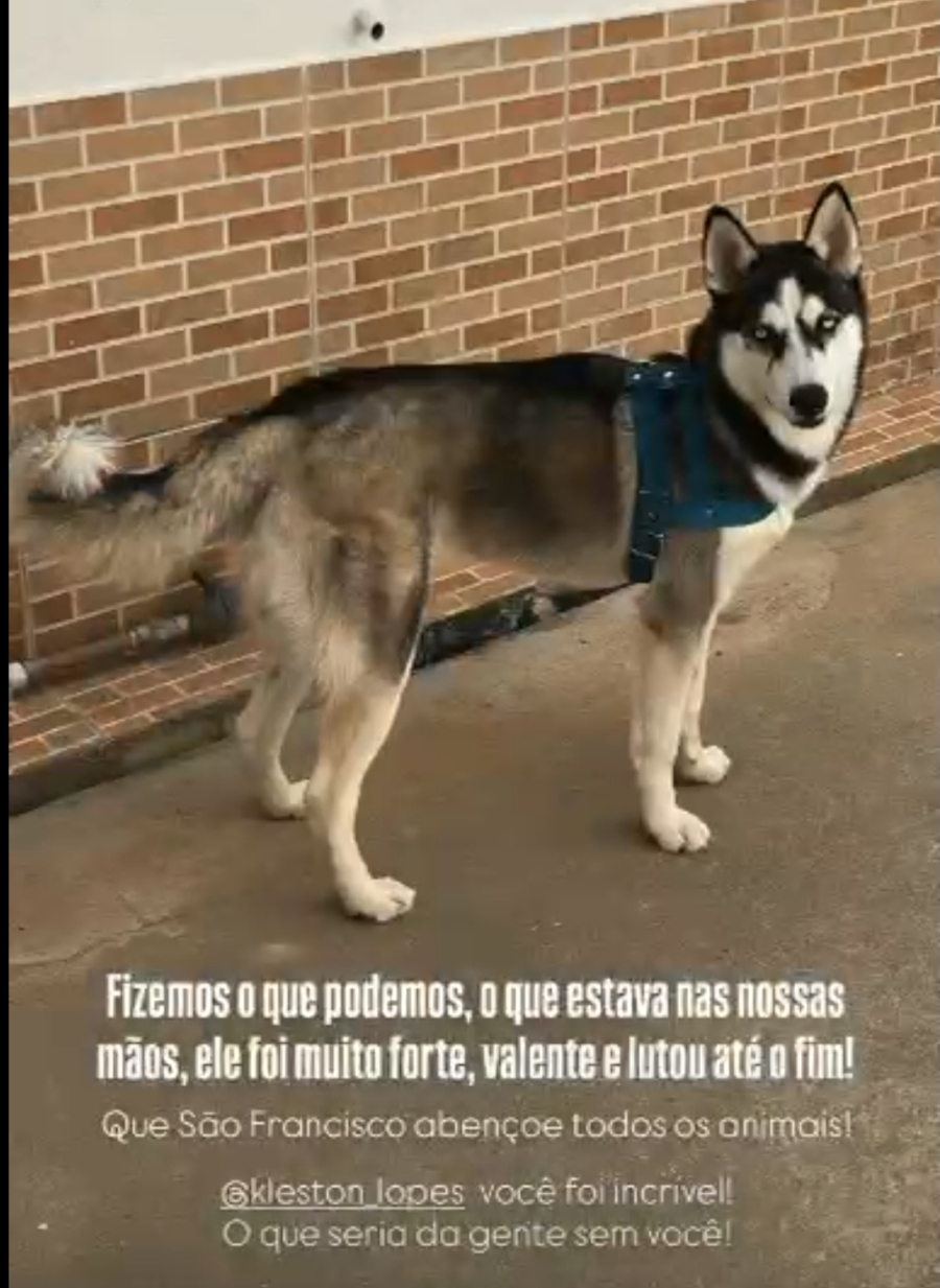 Cachorro morre após tutora encontrar HC Pet de portas fechadas