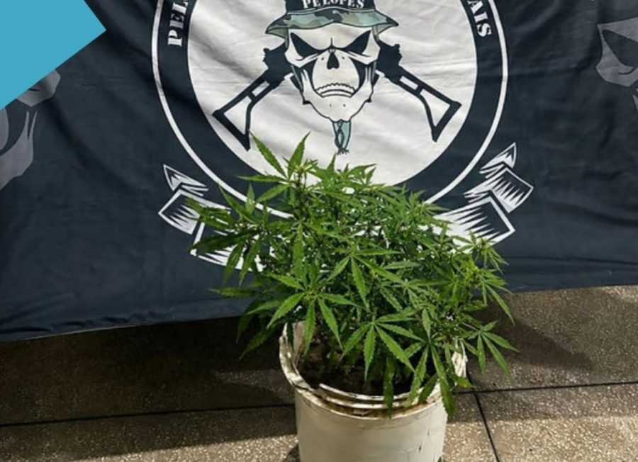 Polícia apreende pé de Cannabis que era transportada por homem no bairro Ponto Chic